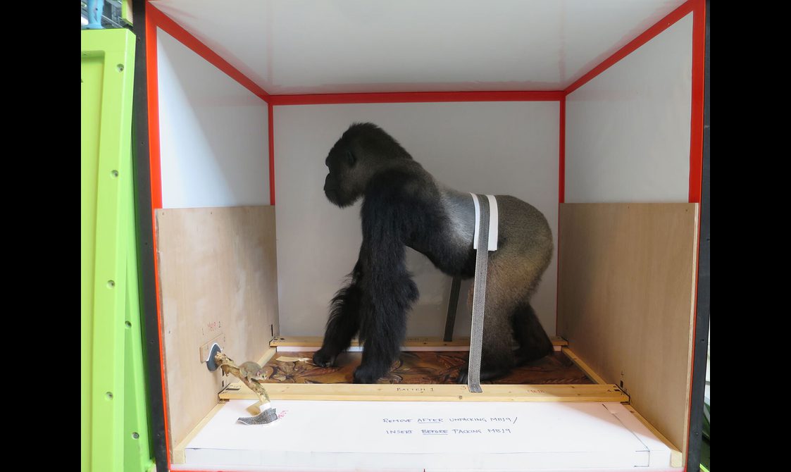 A taxidermy model of an ape strapped in to a travel crate.